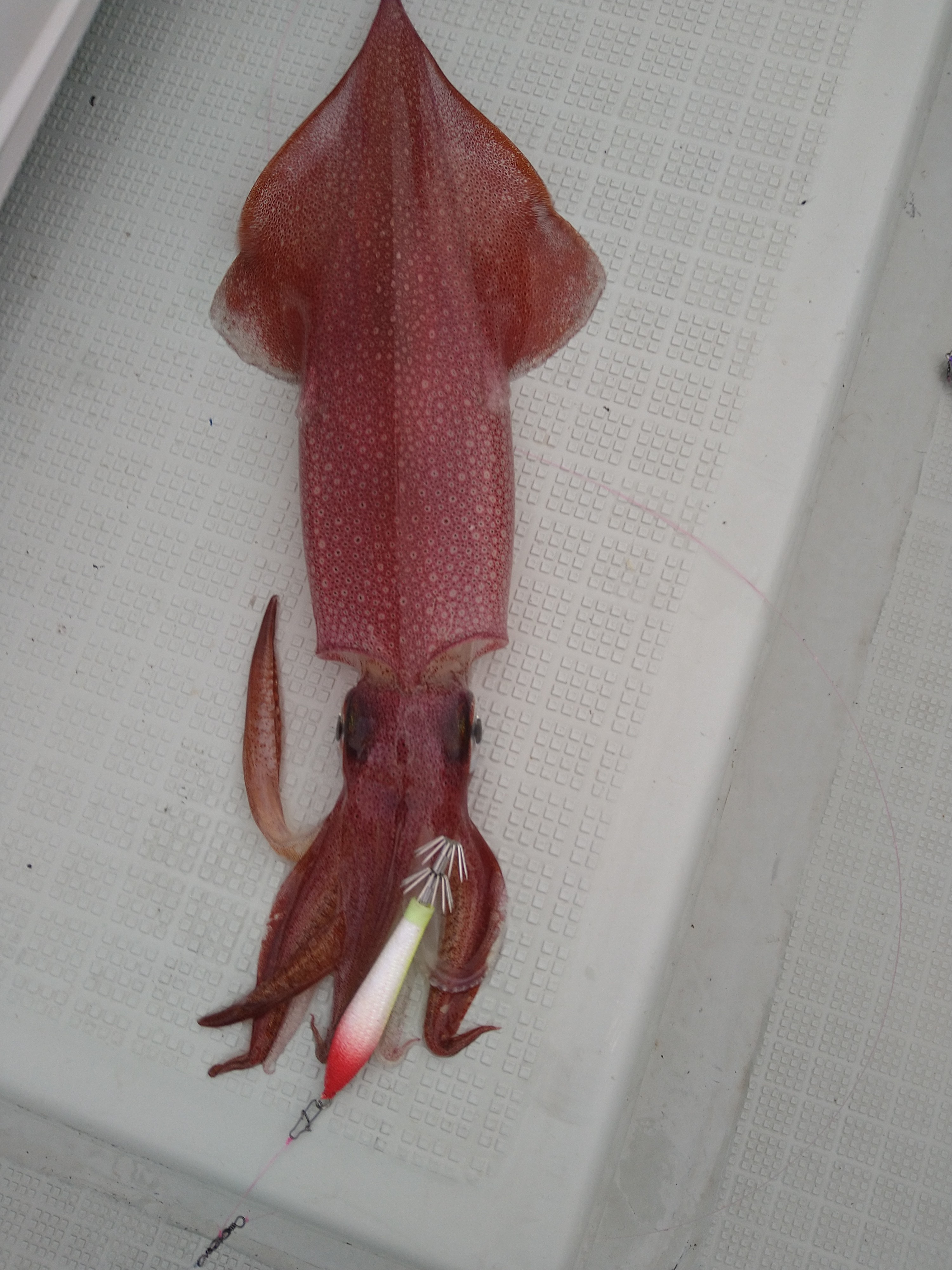 【  いよいよイカメタルシーズンin  】