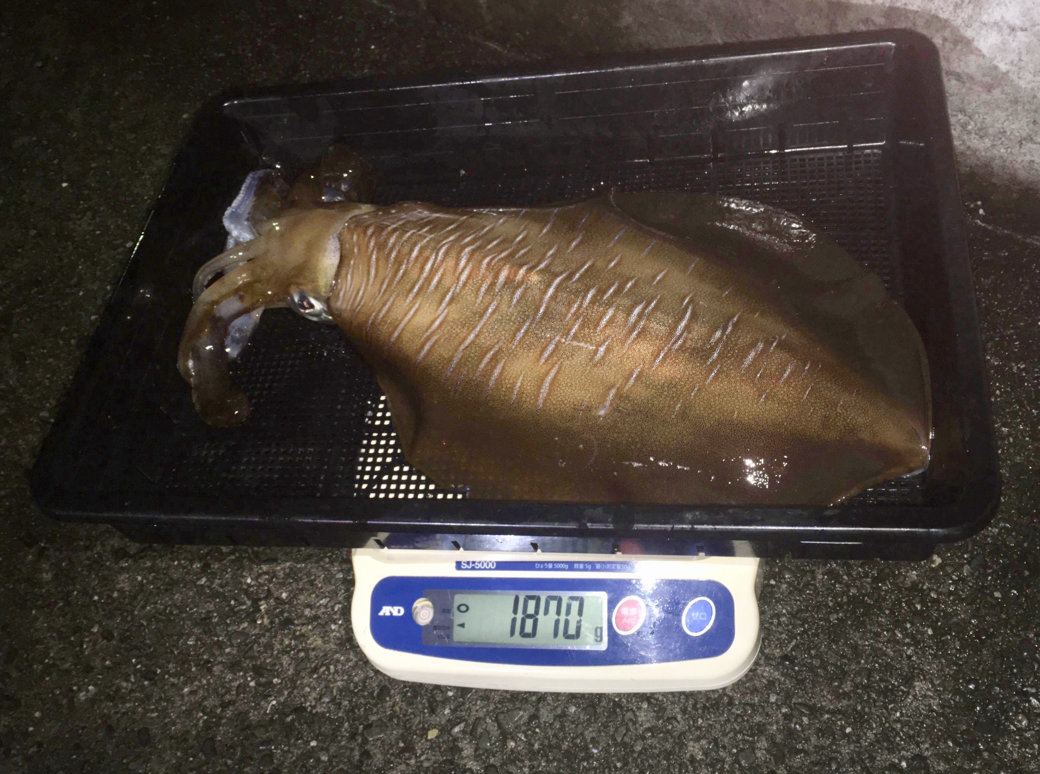 【　ボートエギングでもジャストftなラーテル　】