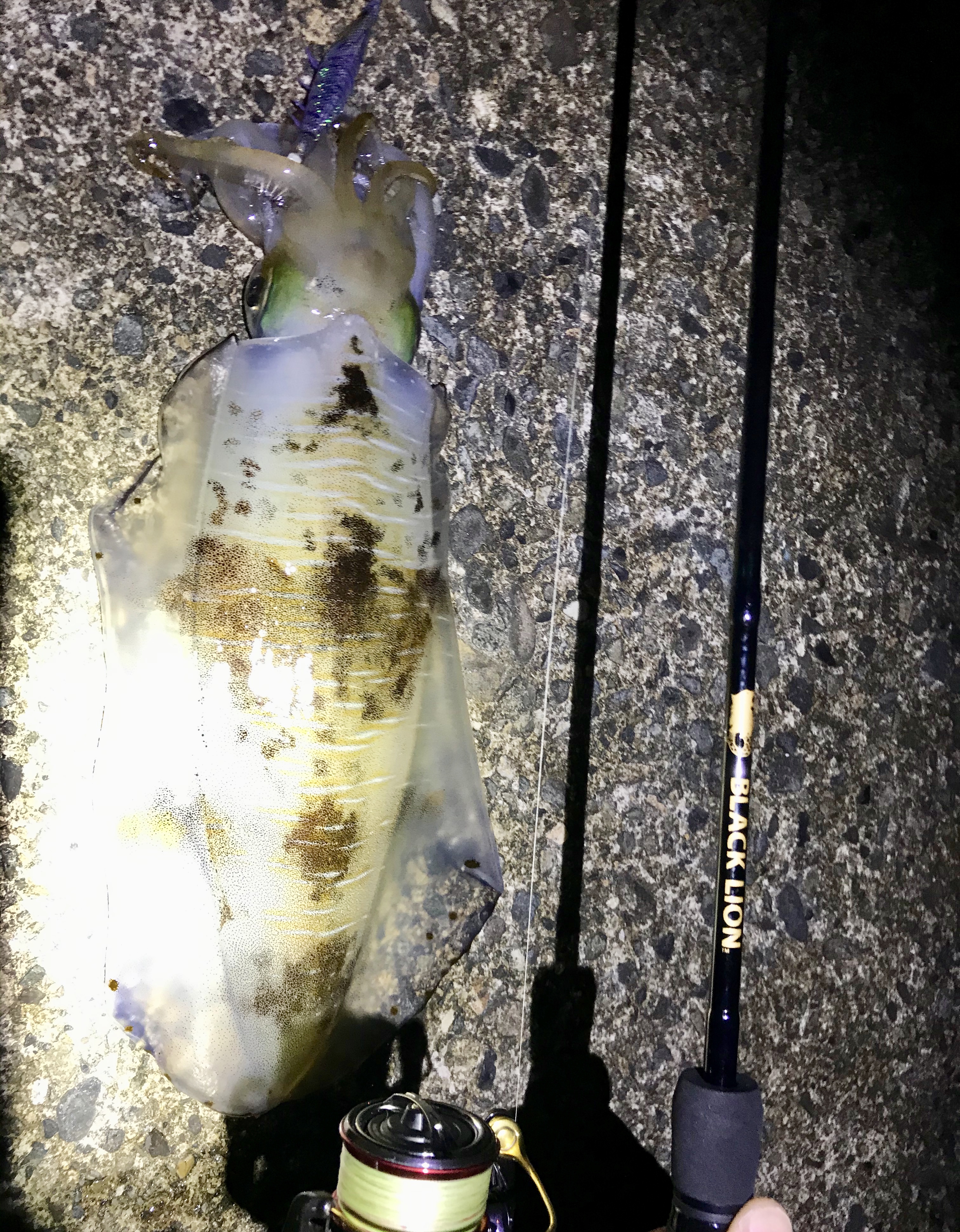 【　夏イカエギングもこれから　】