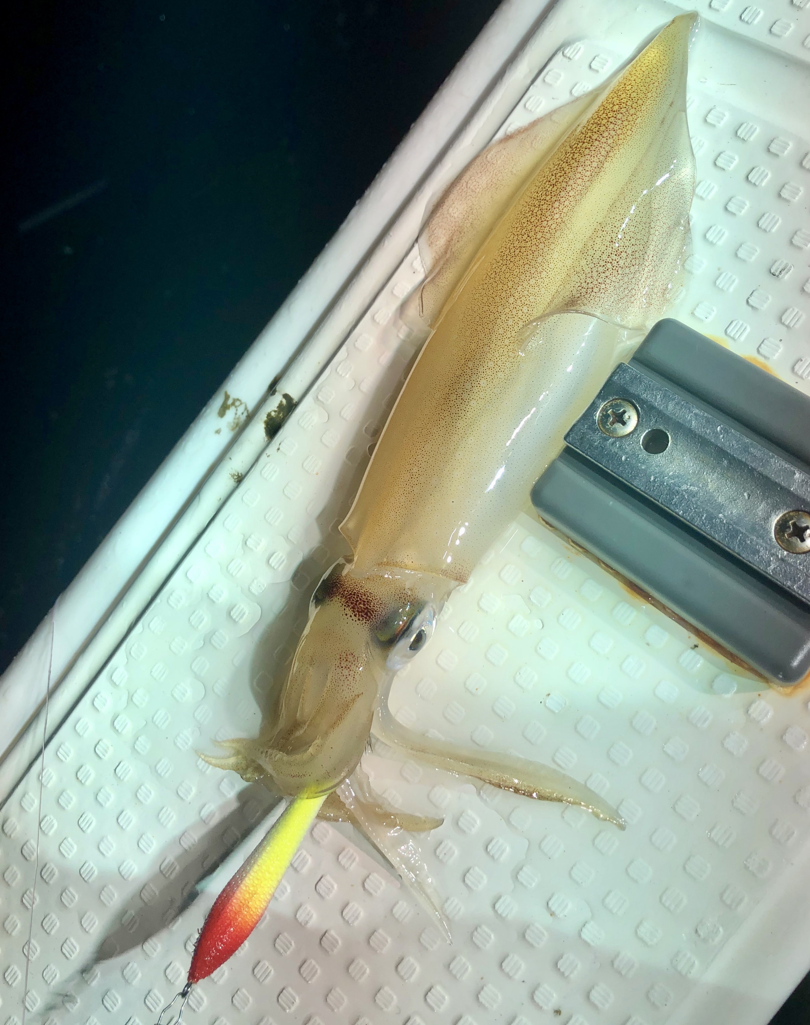 【　八角スッテで好釣果　】