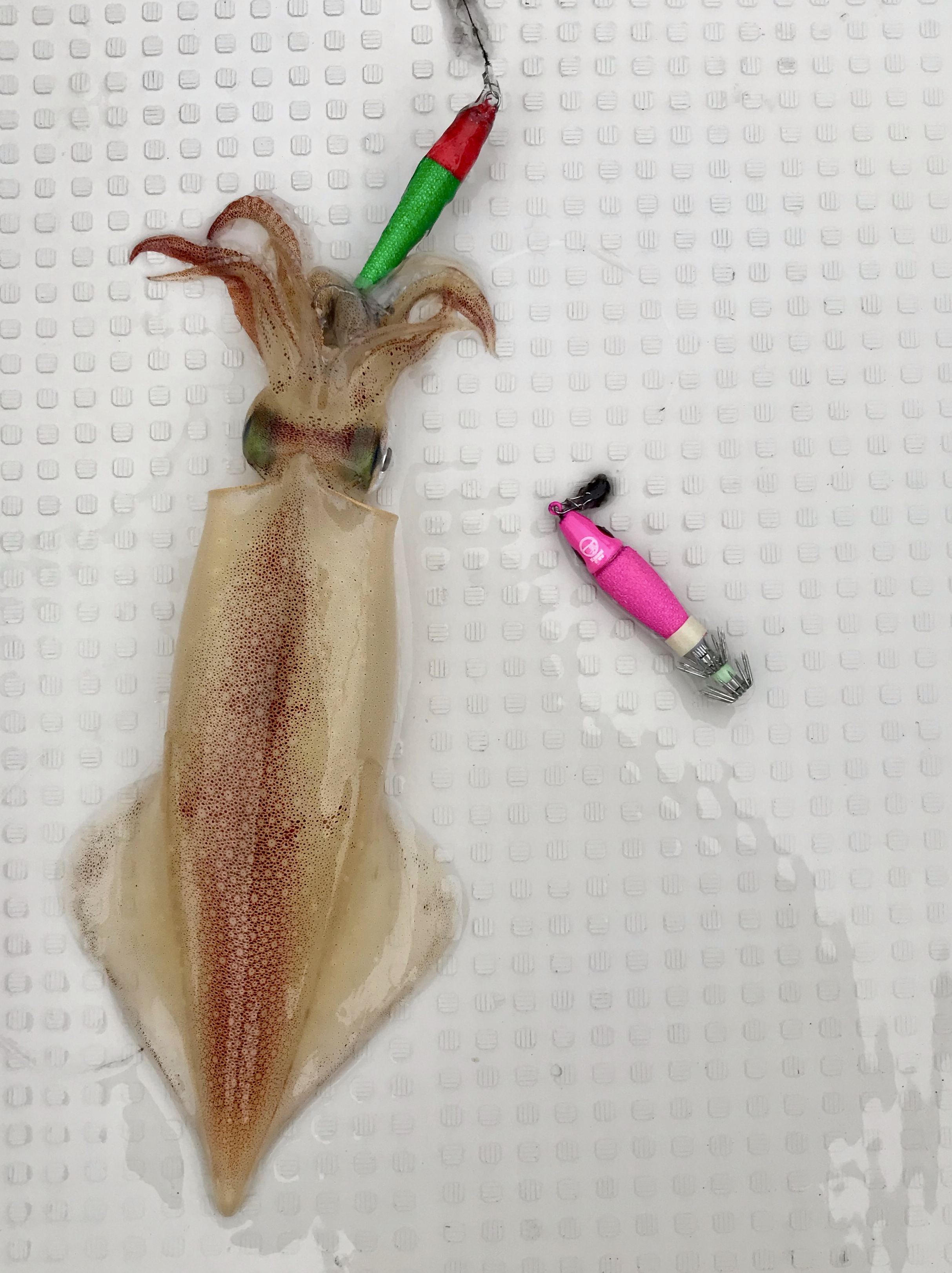 【　極みどピンク　】