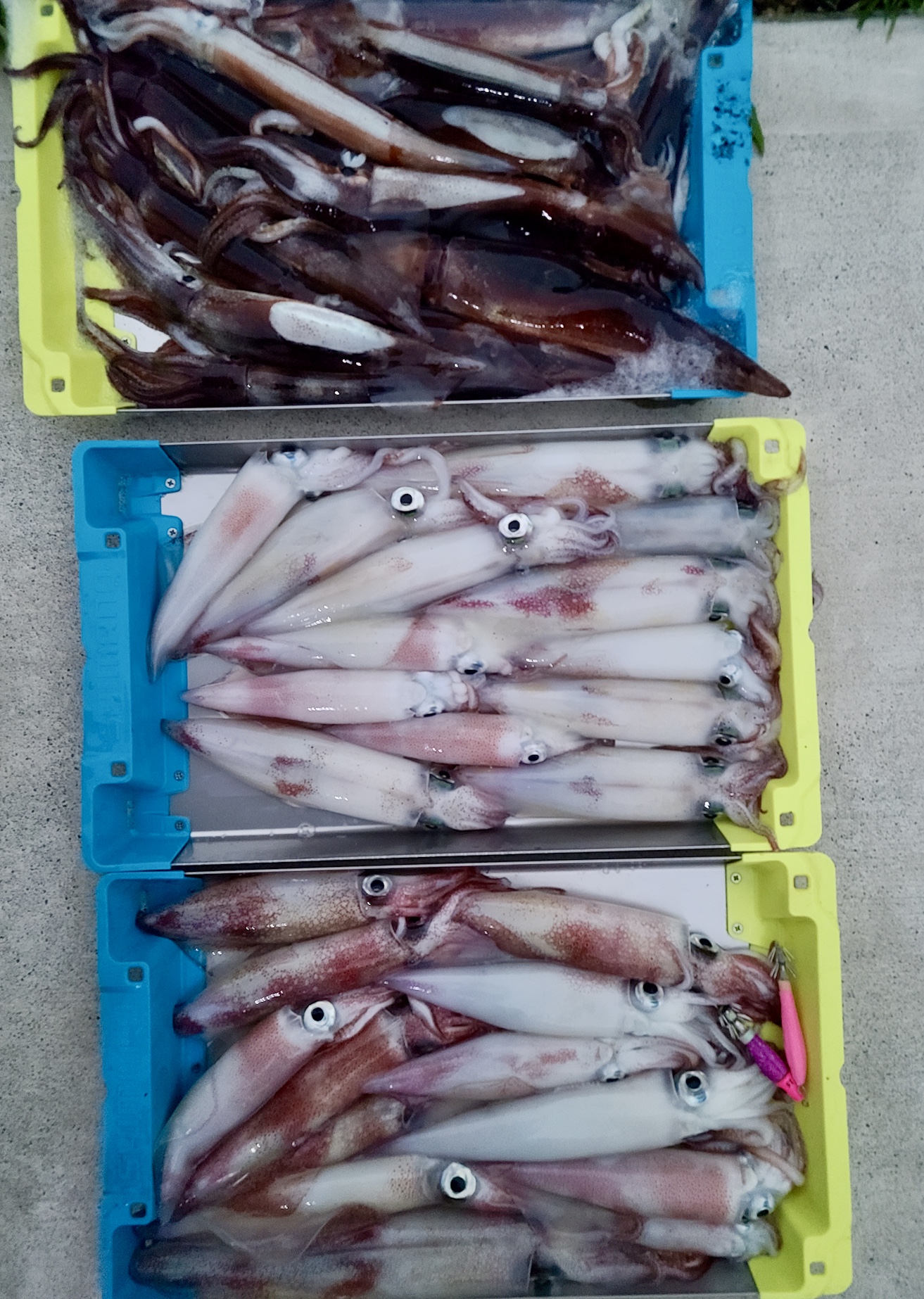 【　ピンクカラーも好調　】