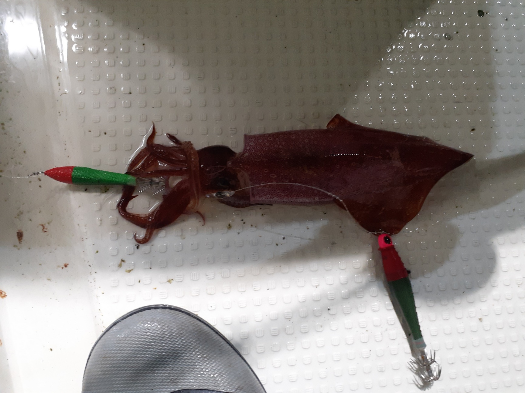 【　ド定番カラー　レッドグリーン　】