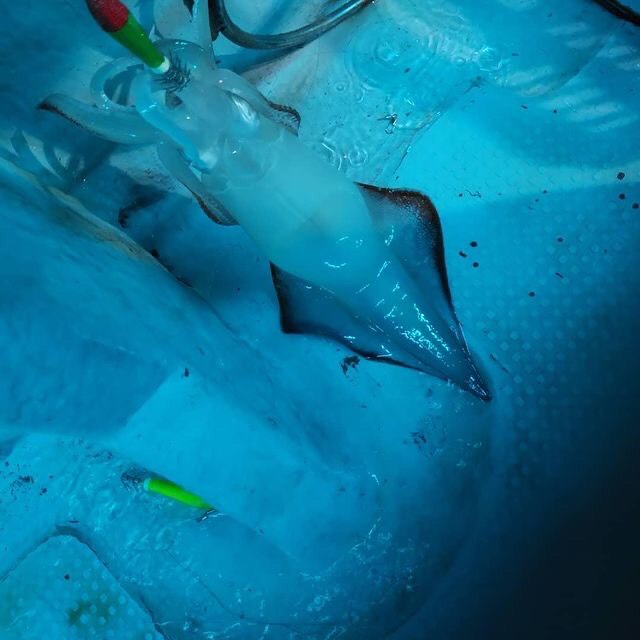 【　レッドグリーンカラーも好調　】