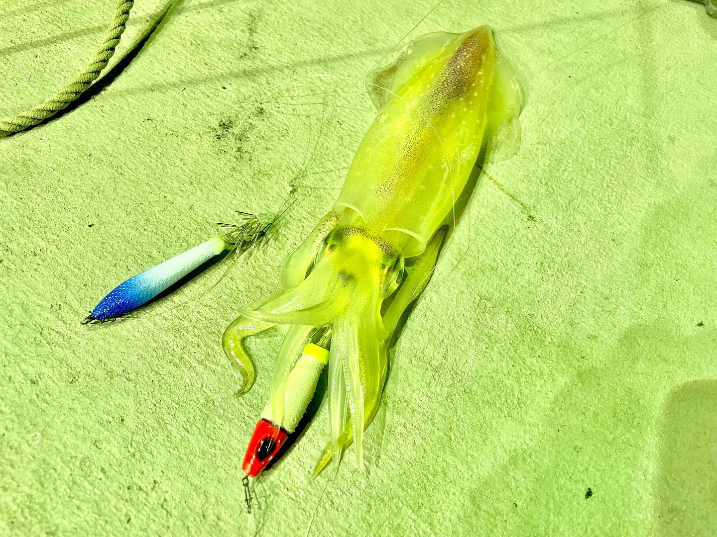 【　山陰エリアでも活躍　】