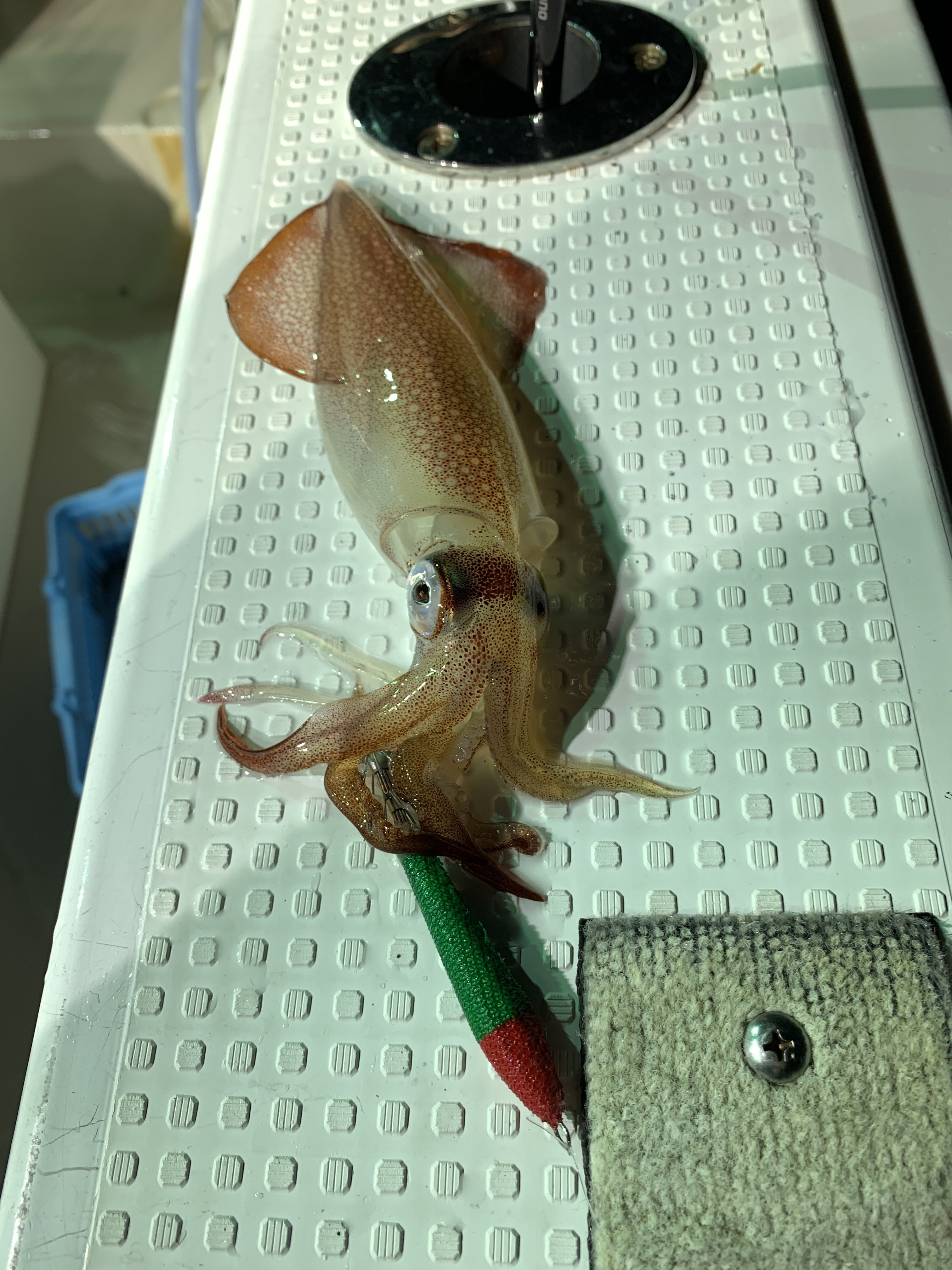 【　いよいよ梅雨明け　】