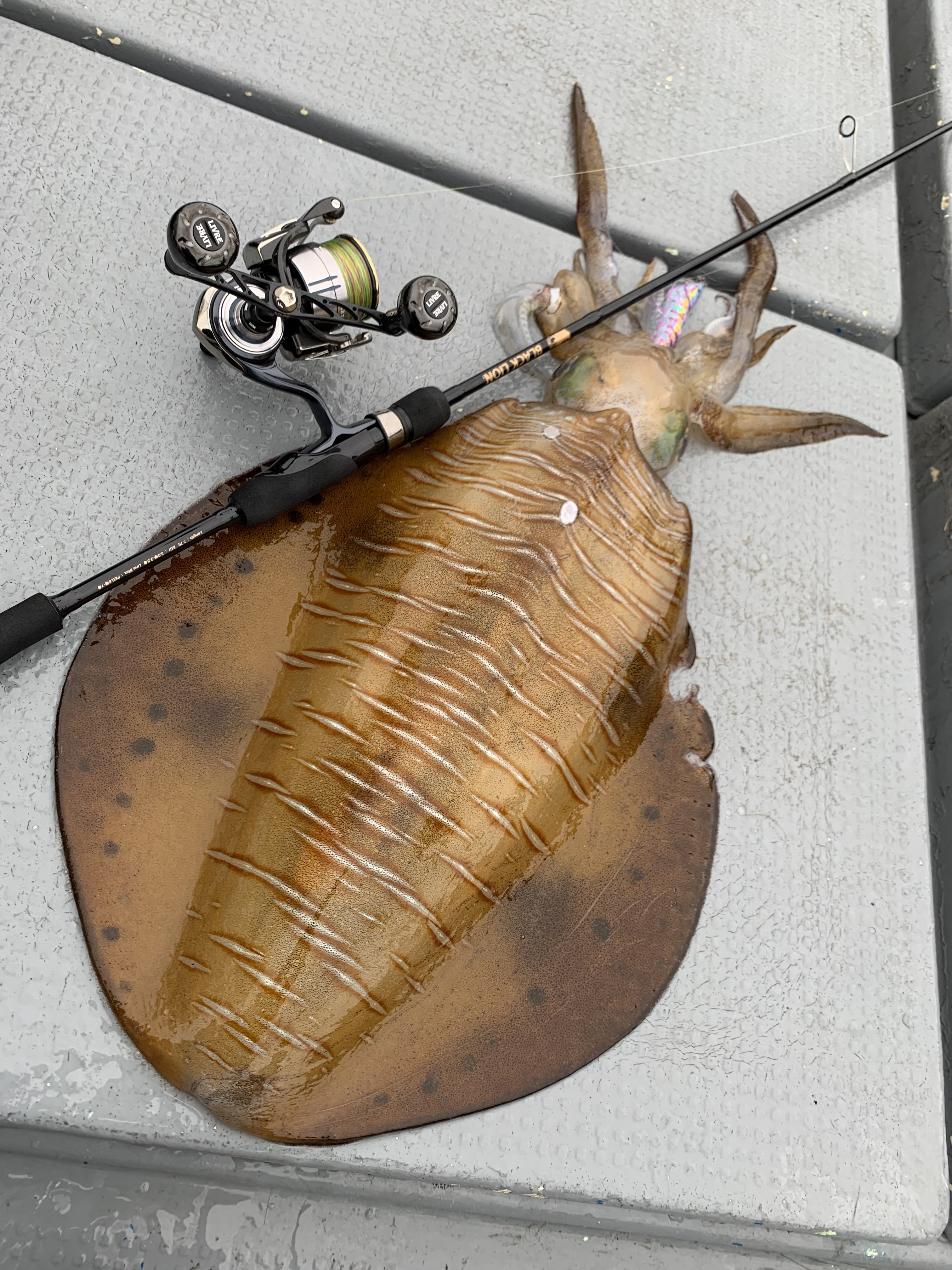 【　大分エリアから次世代エギングでモンスター　】