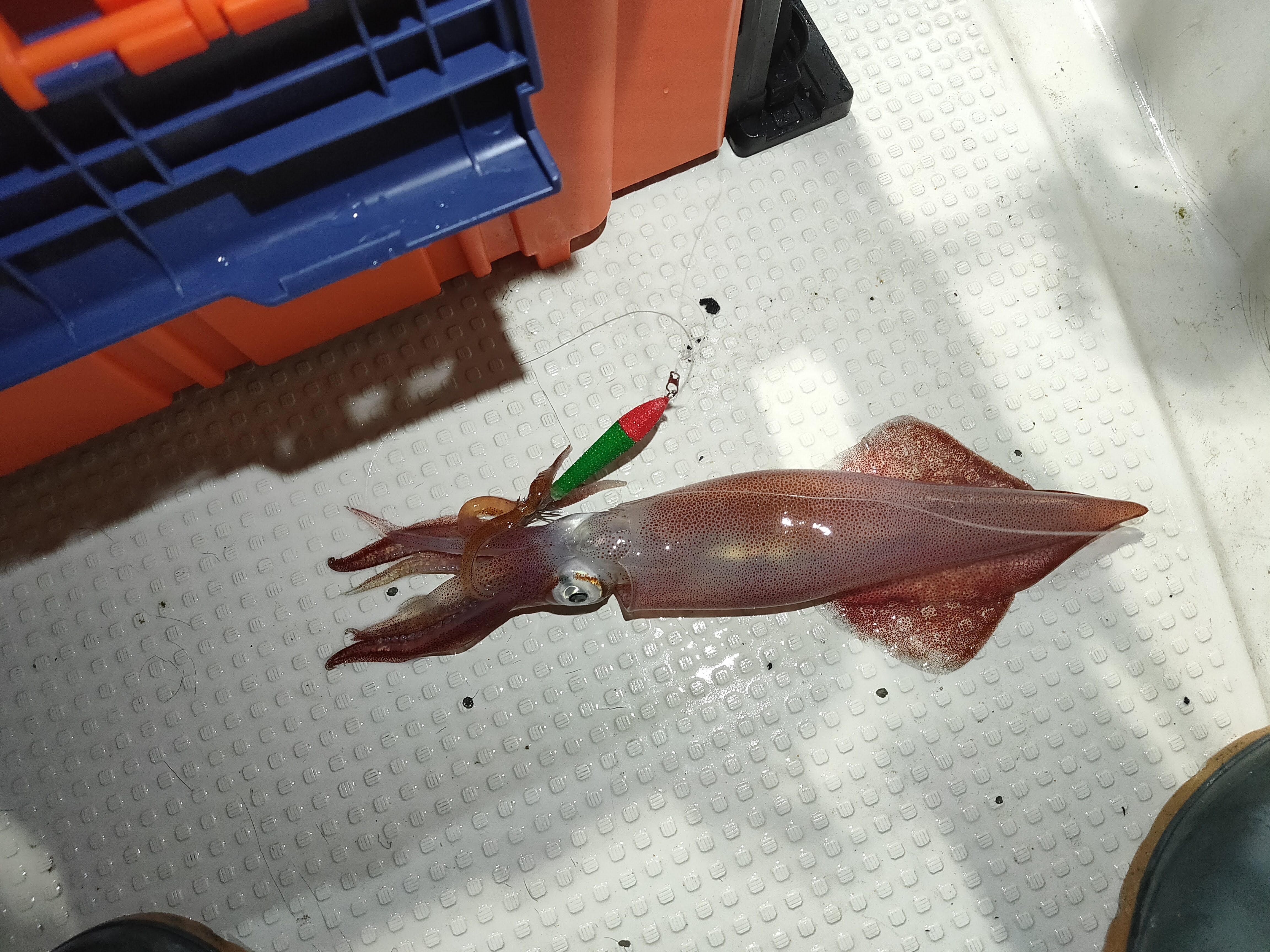 【　まもなく梅雨明け　】