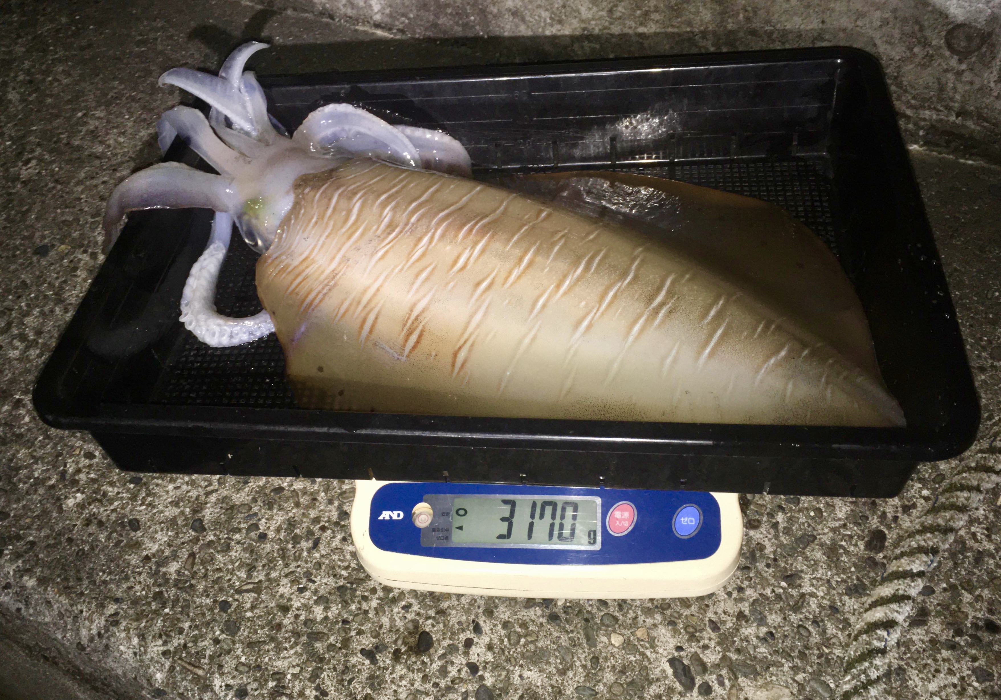 【　ラーテル77で記録更新　】