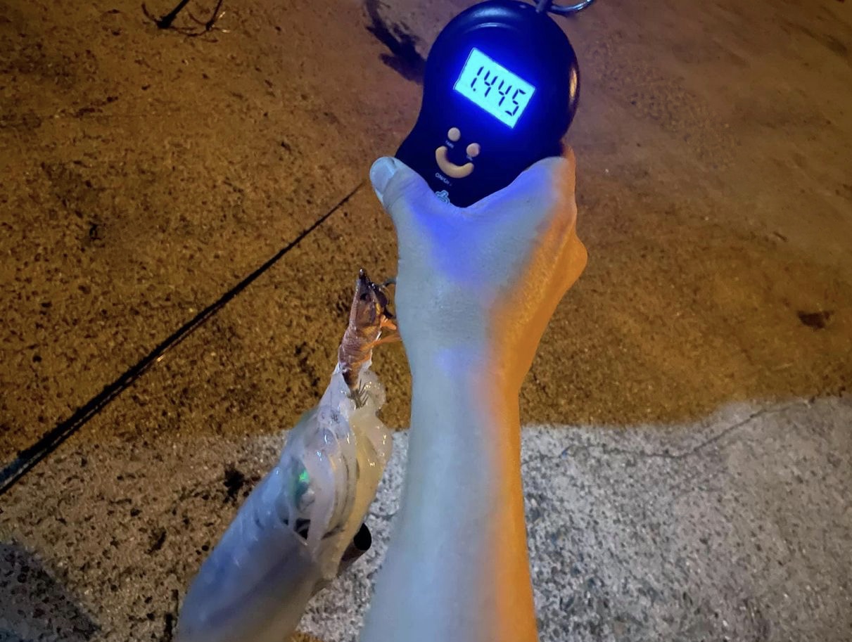 【　夏イカも本気で楽しむと面白い　】