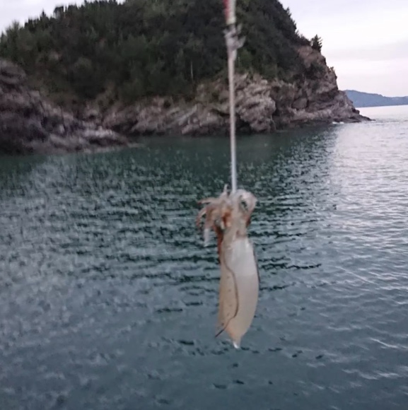 【　和歌山中紀エリアも秋のエギングシーズン　】