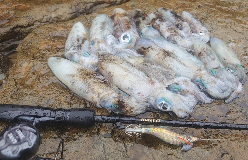 【　3号のエギにもベストマッチなラーテル　】