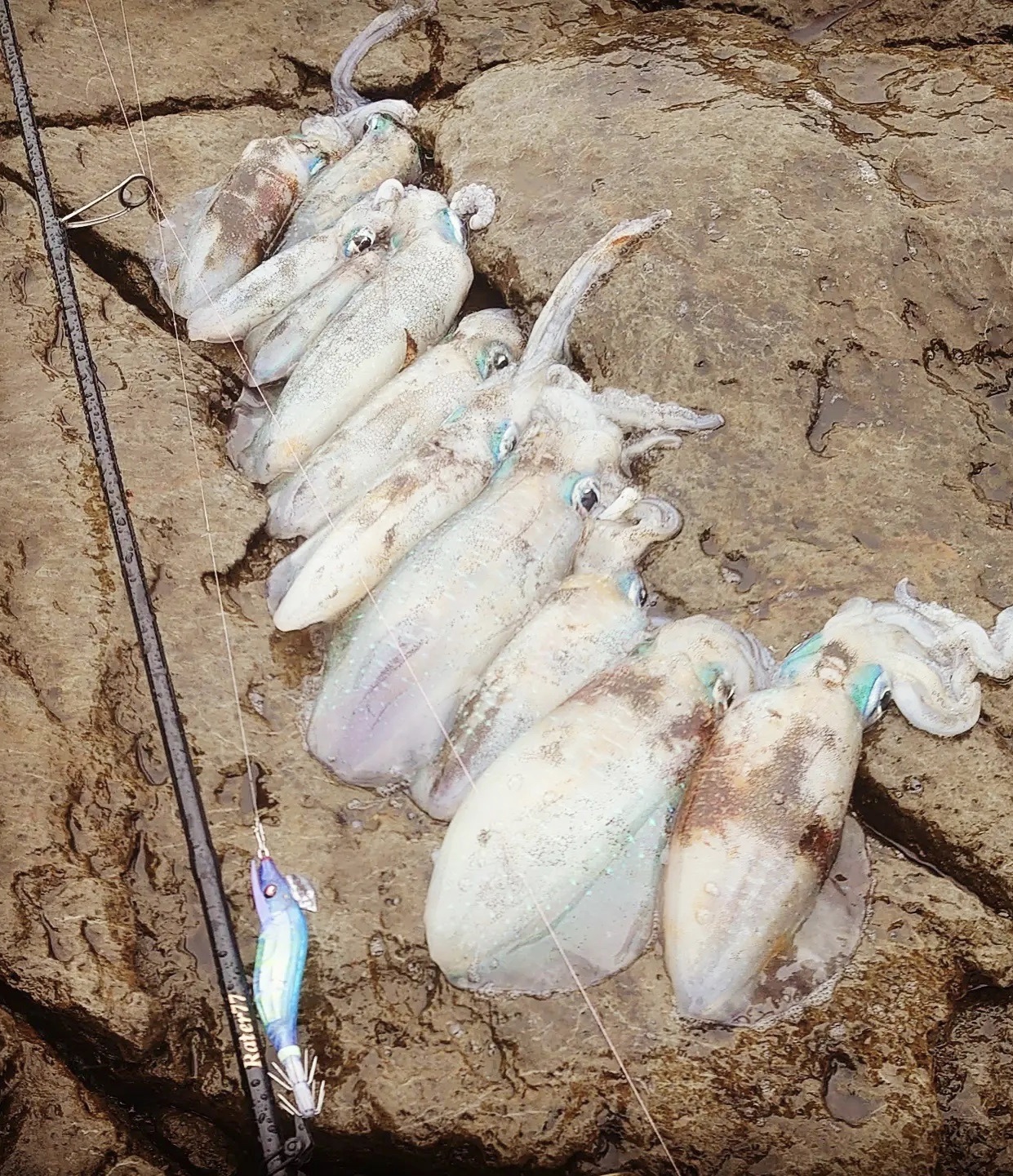 【　日に日にサイズも　】