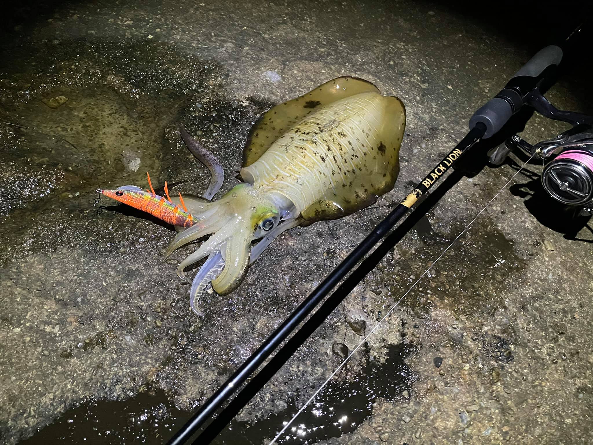 【　サイズもぐんぐん　南紀エリア　】　