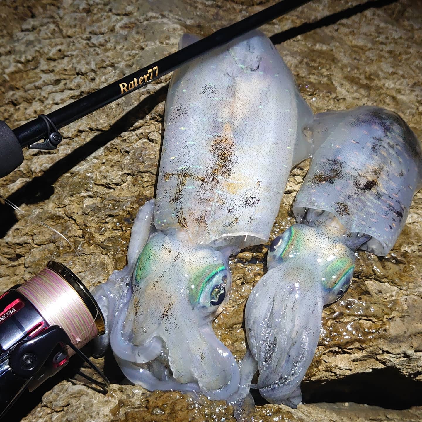 【　短時間で秋イカ満喫　】