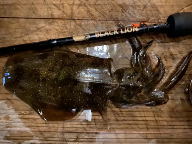 【　まだまだ楽しめる日本海エリア　】