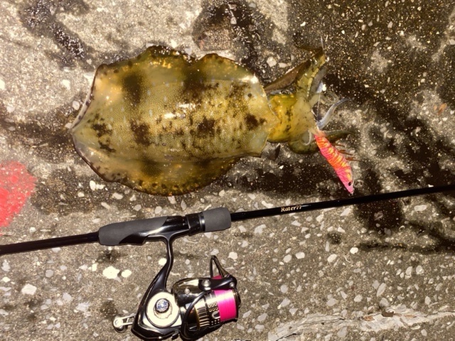 【　大分エリアでも次世代エギング　】