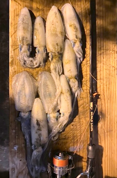 【　北陸エリアでもラーテル大活躍　】