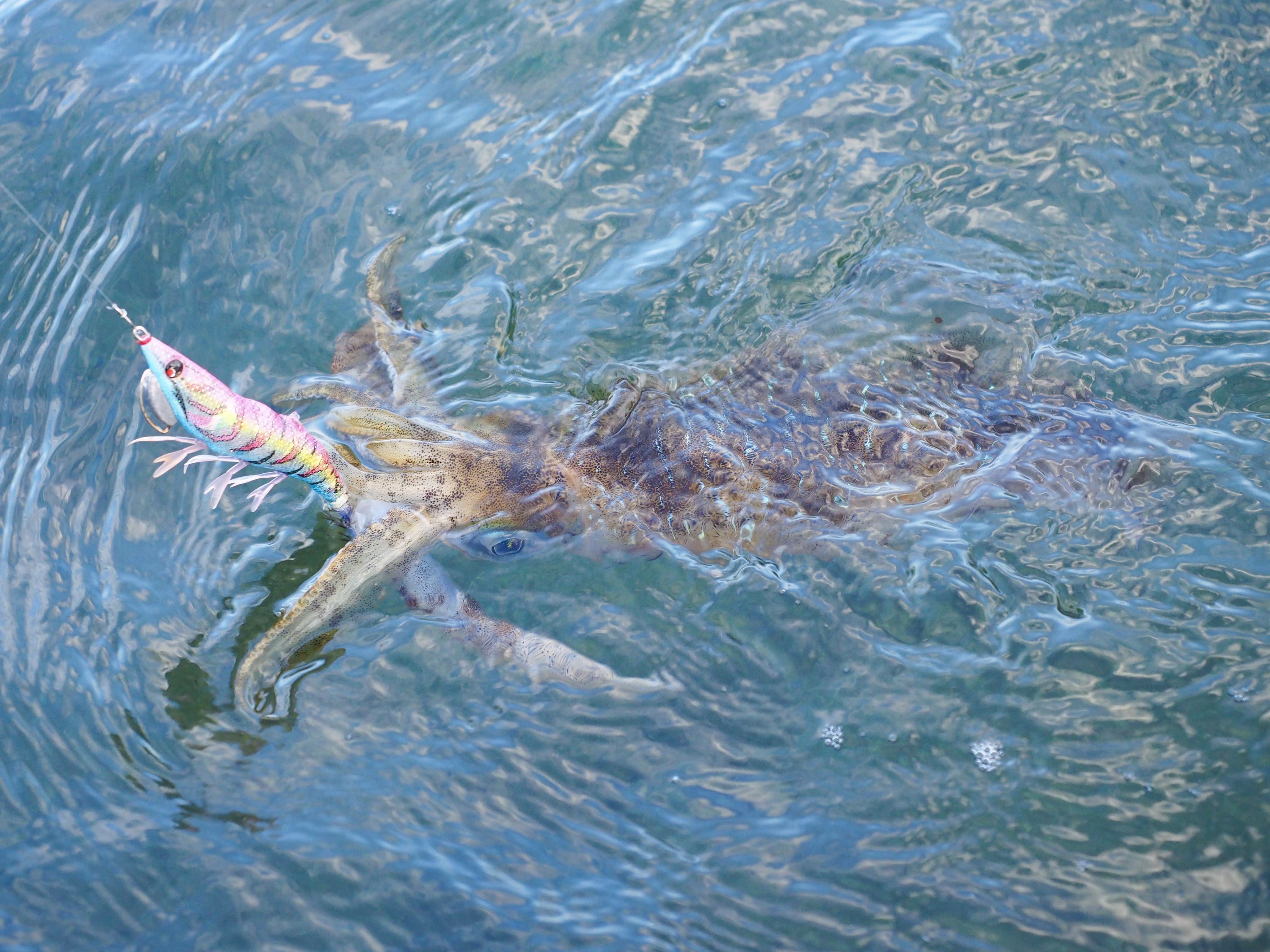 【　陸っぱりエギング　】