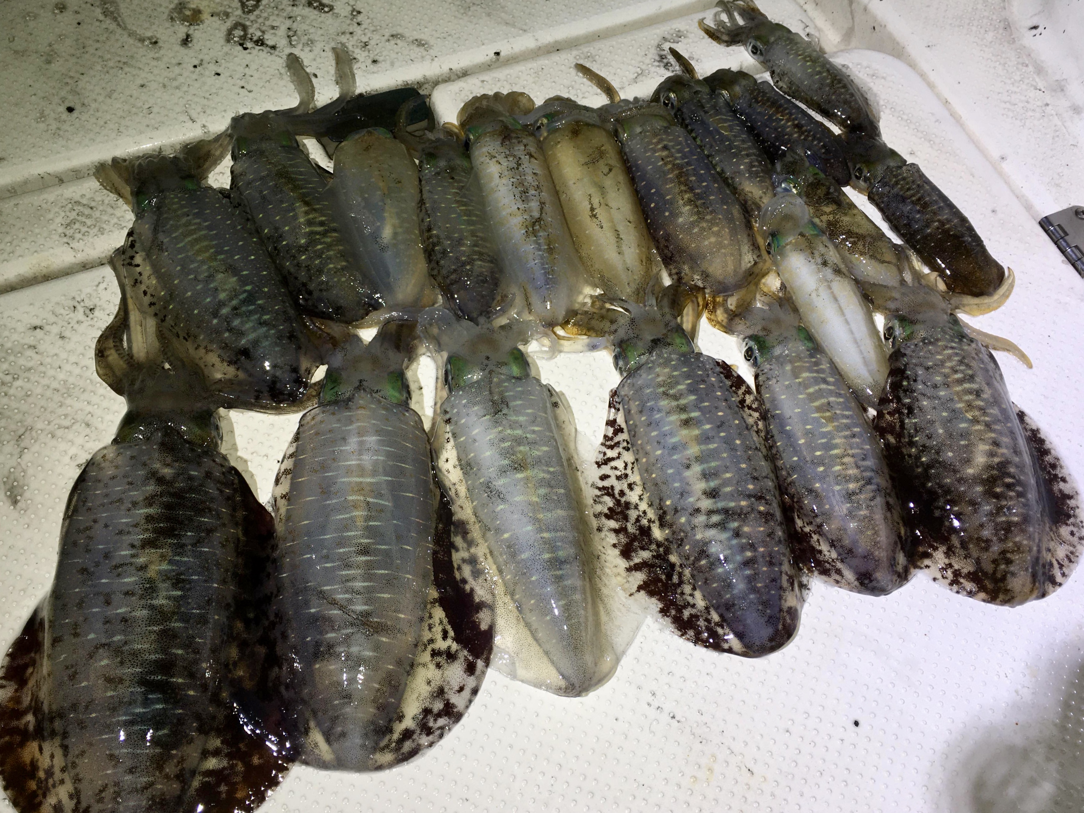 【　ボートエギングでもラーテル大活躍　】　