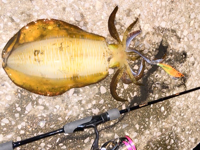 【　大分エリアでも次世代エギング活躍　】