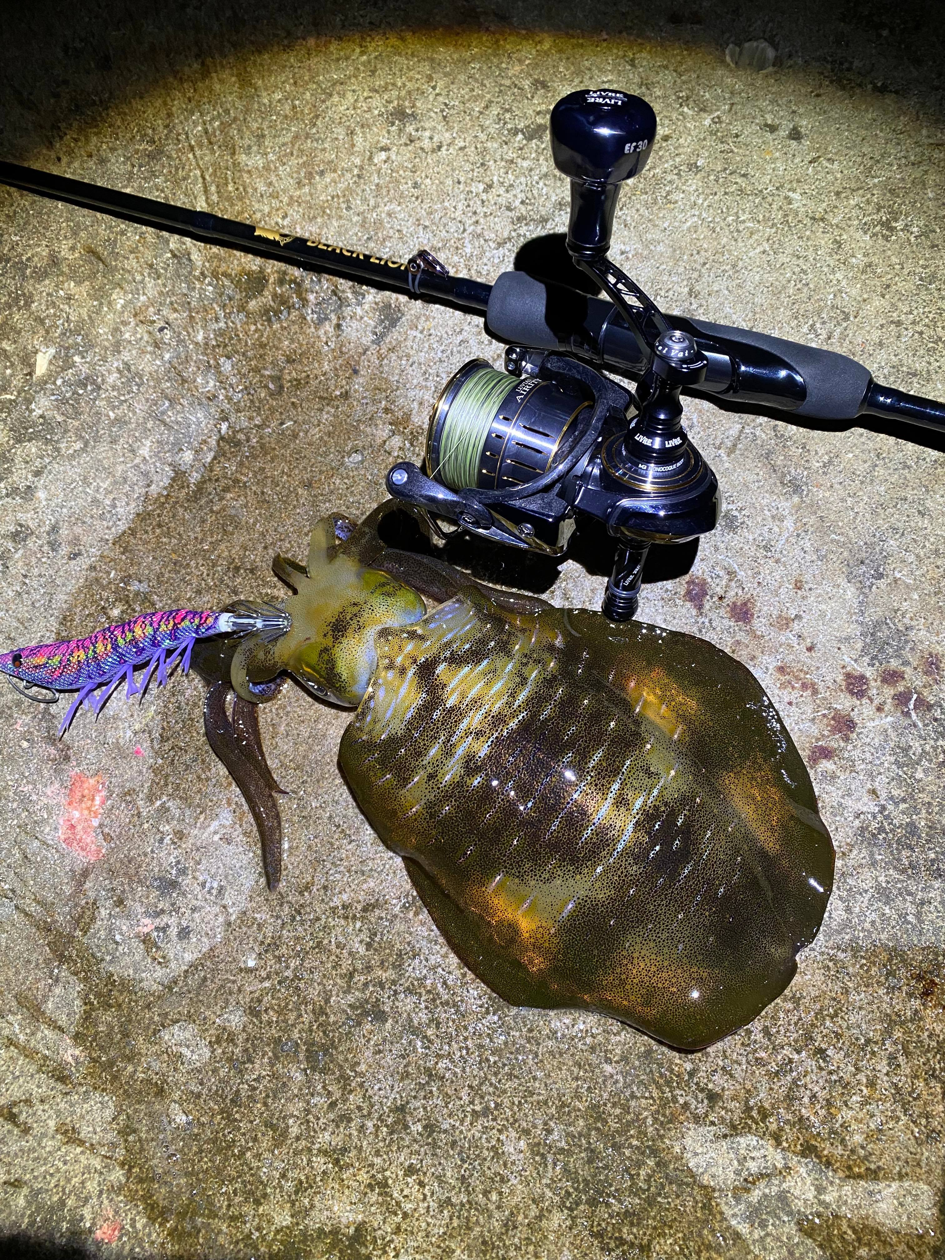 【　月夜まわりでサイズも　】