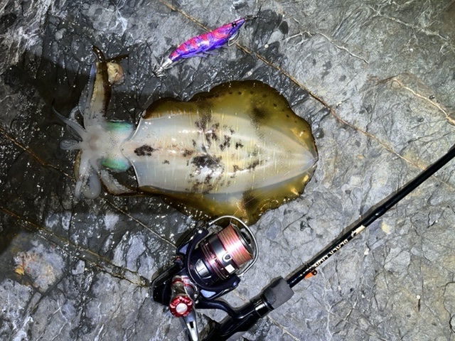 【　陸っぱりエギング　】