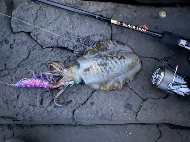 【　センサーロッド　ラーテル77　】