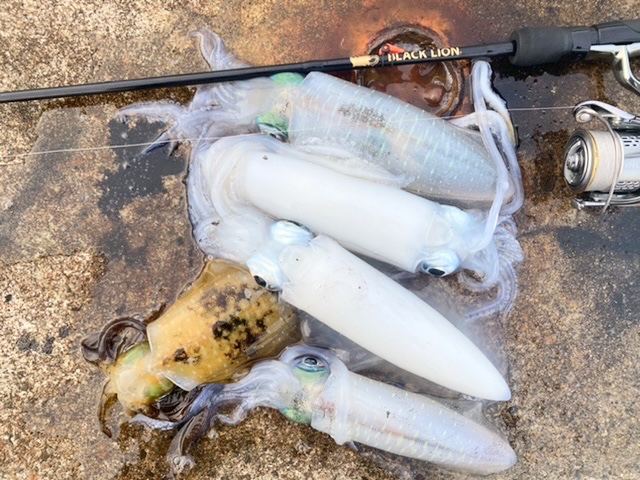 【　これからサイズもUP　】