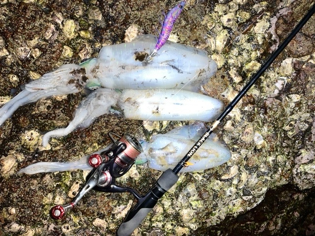 【　エギング日和な週末　】