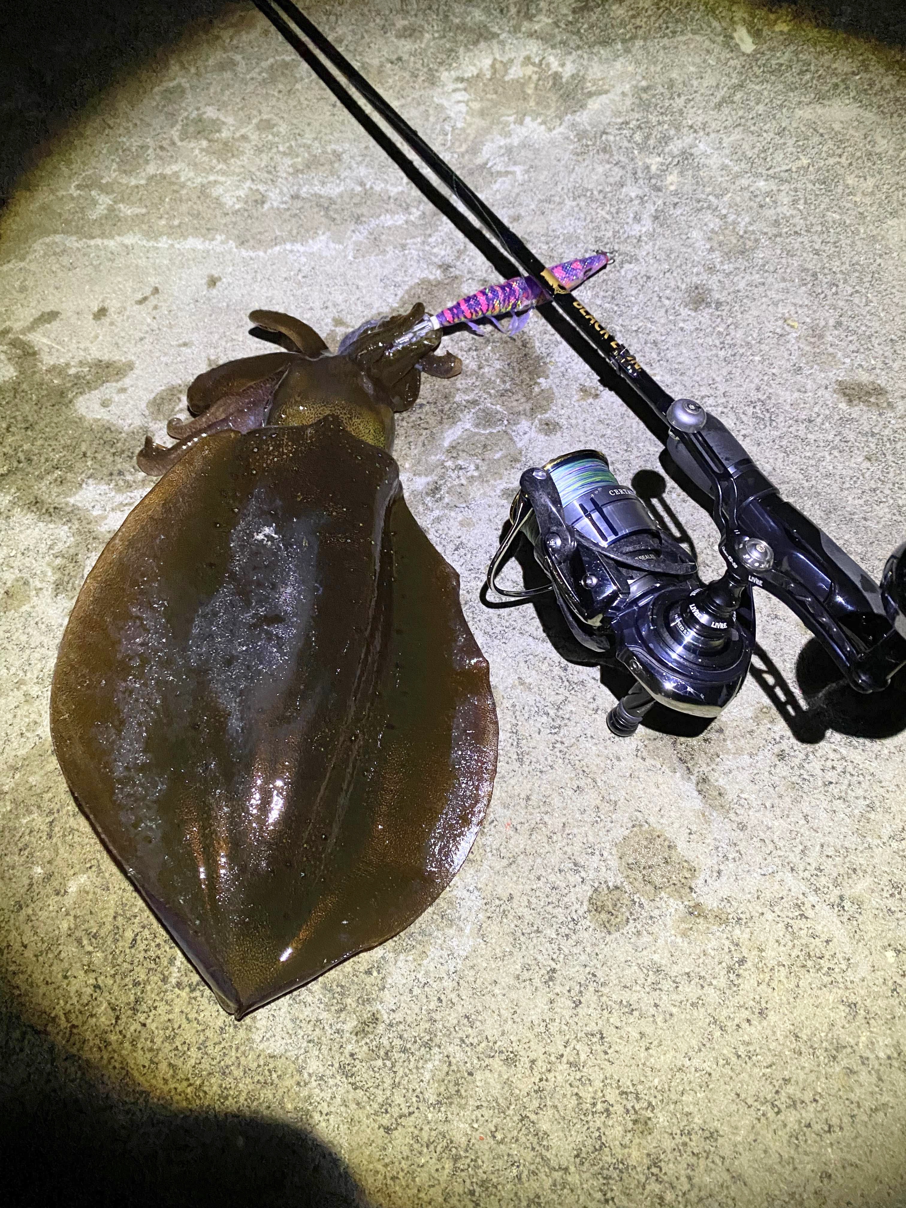 【　デカイカシーズン　】