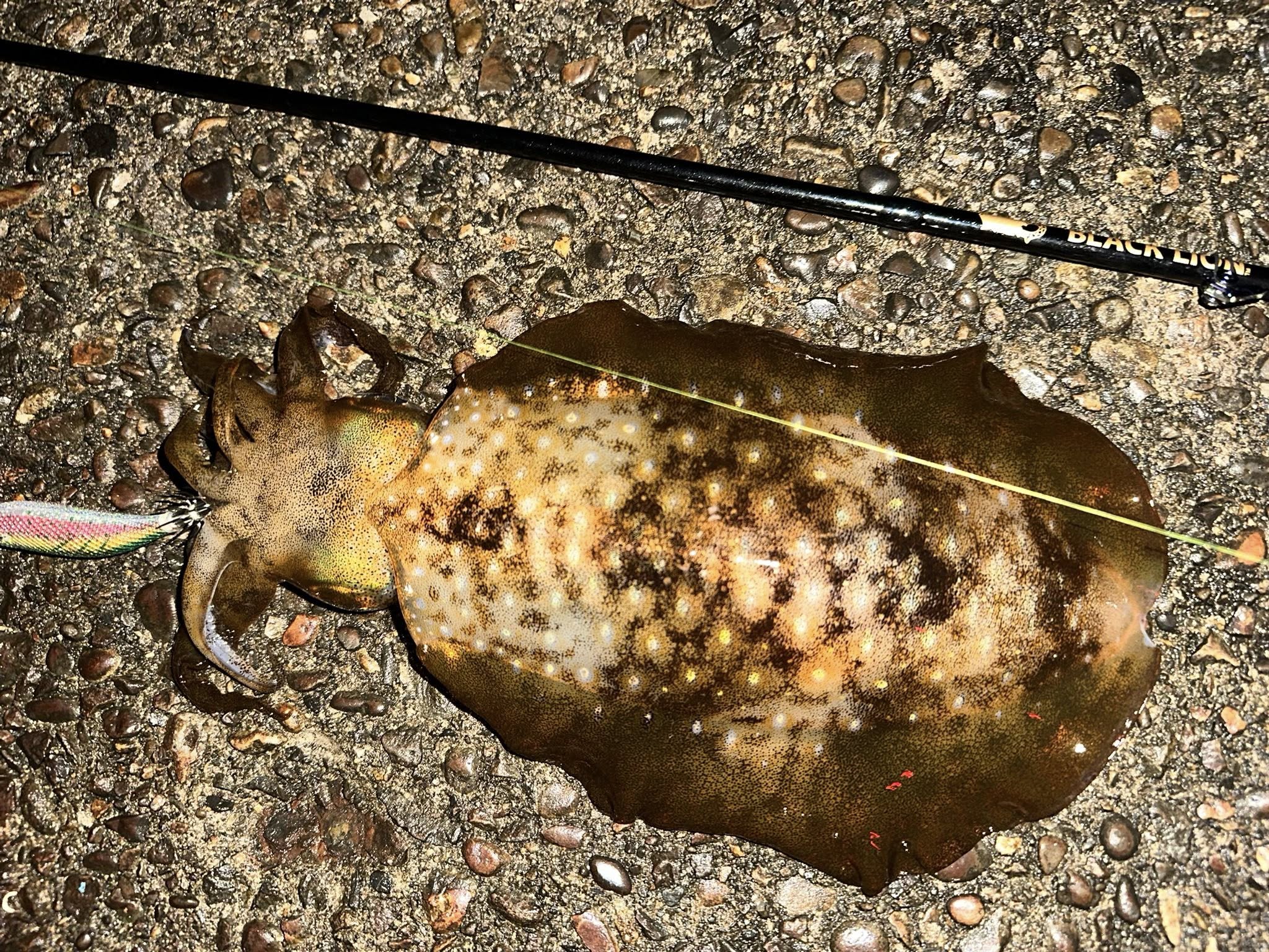 【　夏イカ　】