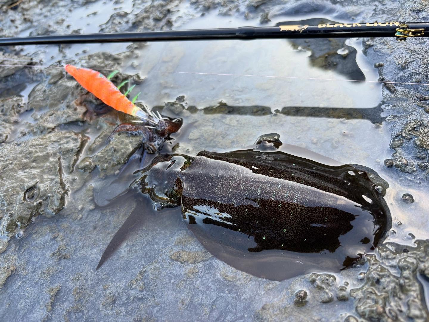 【各地で秋のエギングシーズン到来】