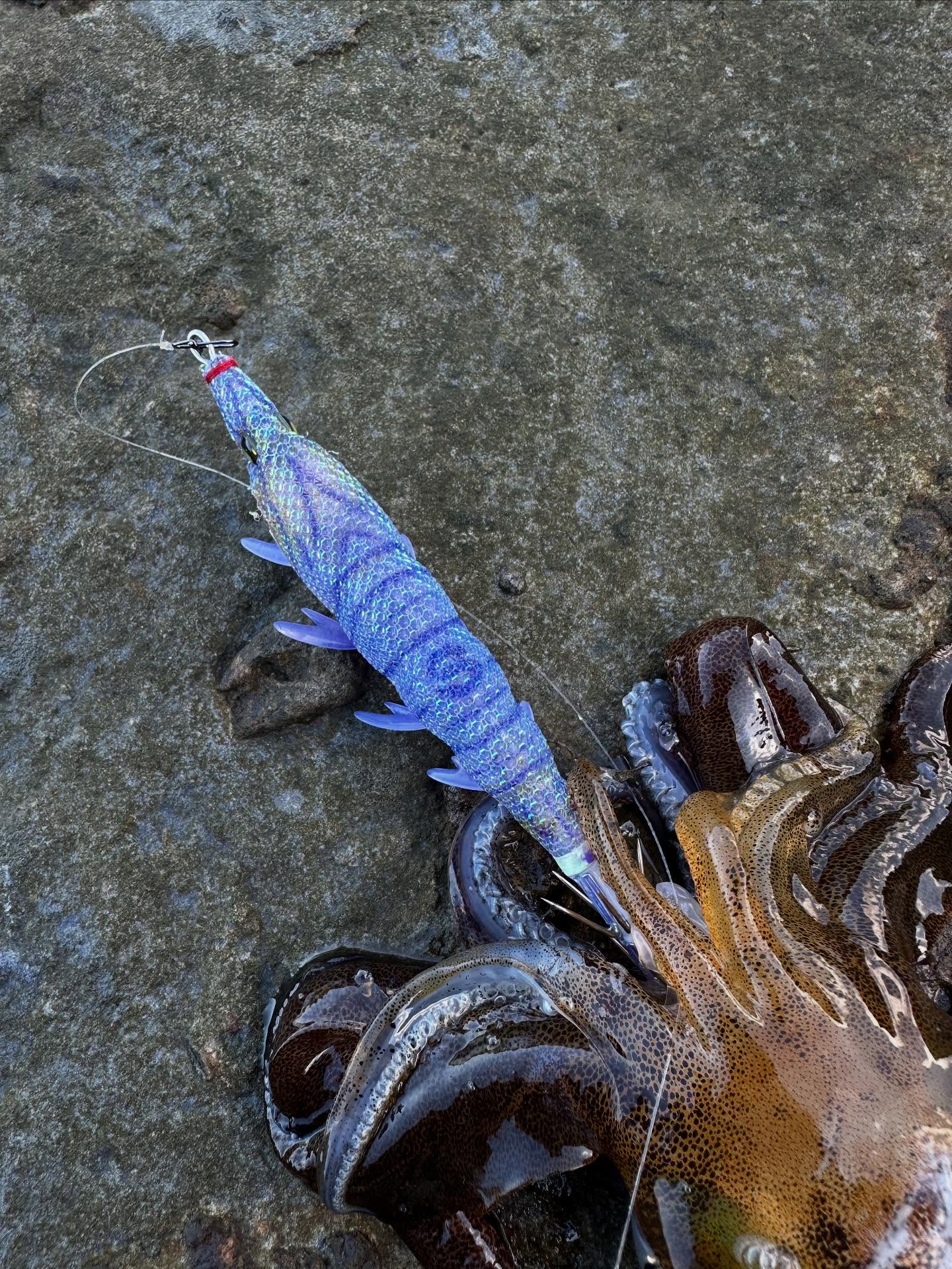 【　エギング好調　】